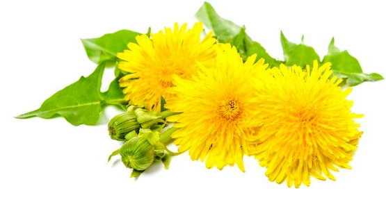 Dandelions against papilloma